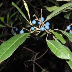 Elaeocarpus reticulatus (Blueberry Ash, Fairy Petticoats) at Murramarang National Park - 15 Jun 2014 by michaelb