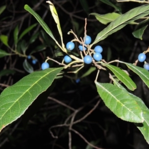 Elaeocarpus reticulatus at Murramarang National Park - 15 Jun 2014