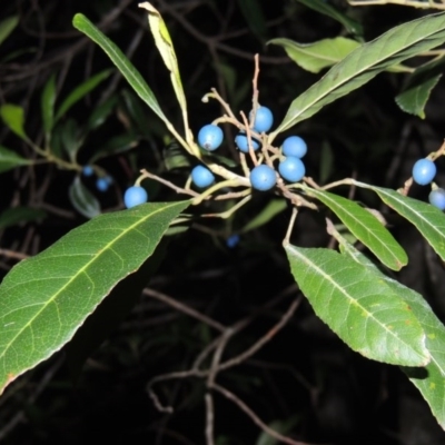 Elaeocarpus reticulatus (Blueberry Ash, Fairy Petticoats) at Murramarang National Park - 15 Jun 2014 by michaelb