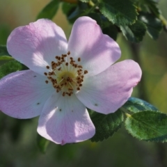 Rosa sp. (A Wild Rose) at Tennent, ACT - 14 Dec 2014 by KenT