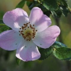 Rosa sp. (A Wild Rose) at Tennent, ACT - 15 Dec 2014 by KenT