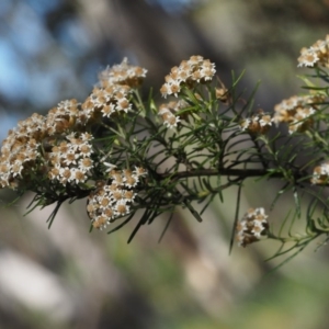 Ozothamnus thyrsoideus at Tennent, ACT - 15 Dec 2014 08:04 AM