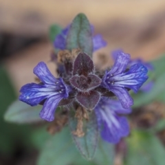 Ajuga australis (Austral Bugle) at Tennent, ACT - 15 Dec 2014 by KenT