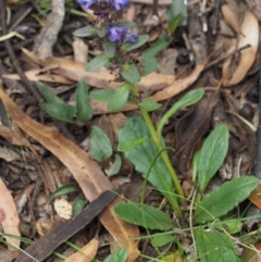 Ajuga australis at Tennent, ACT - 15 Dec 2014