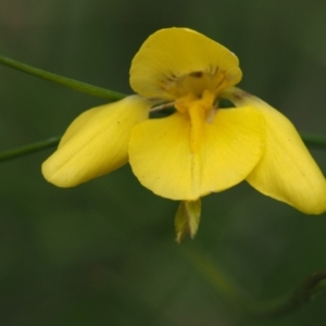 Diuris monticola at Tennent, ACT - 15 Dec 2014