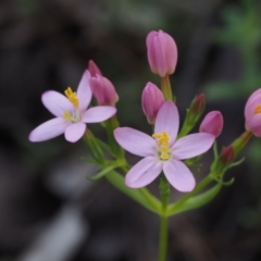 Centaurium sp. (Centaury) at Tennent, ACT - 15 Dec 2014 by KenT