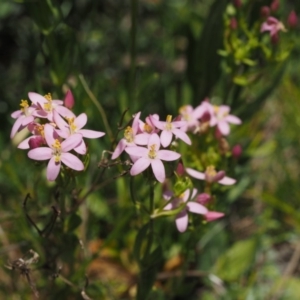 Centaurium sp. at Tennent, ACT - 15 Dec 2014