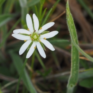 Stellaria angustifolia at Tennent, ACT - 15 Dec 2014