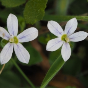 Lobelia pedunculata at Tennent, ACT - 15 Dec 2014 10:16 AM