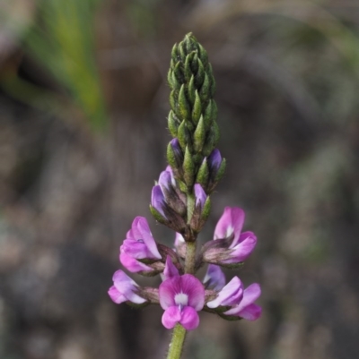 Cullen microcephalum (Dusky Scurf-pea) at Tennent, ACT - 15 Dec 2014 by KenT