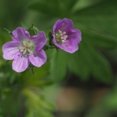 Geranium solanderi var. solanderi (Native Geranium) at Tennent, ACT - 15 Dec 2014 by KenT