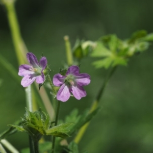 Geranium solanderi var. solanderi at Tennent, ACT - 15 Dec 2014