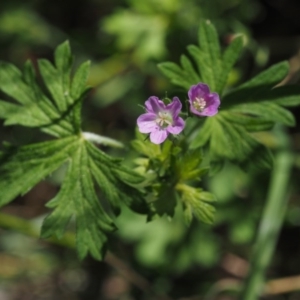 Geranium solanderi var. solanderi at Tennent, ACT - 15 Dec 2014