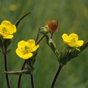 Geum urbanum at Tennent, ACT - 15 Dec 2014