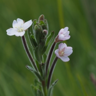Epilobium sp. (A Willow Herb) at Tennent, ACT - 15 Dec 2014 by KenT