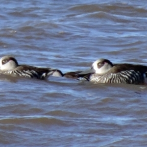 Malacorhynchus membranaceus at Barton, ACT - 4 Aug 2015