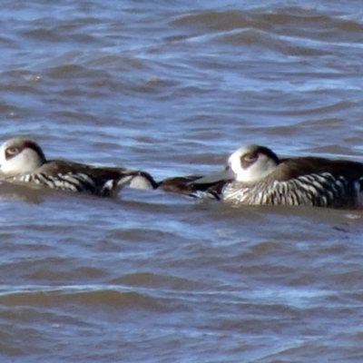 Malacorhynchus membranaceus (Pink-eared Duck) at Barton, ACT - 4 Aug 2015 by galah681