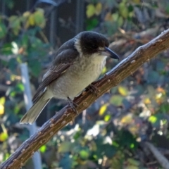 Cracticus torquatus (Grey Butcherbird) at Isaacs, ACT - 2 Jun 2015 by galah681