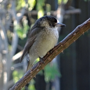 Cracticus torquatus at Isaacs, ACT - 2 Jun 2015