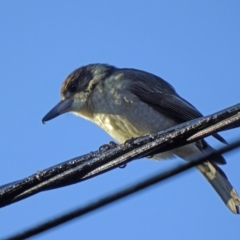 Cracticus torquatus at Isaacs, ACT - 2 Jun 2015 08:38 AM