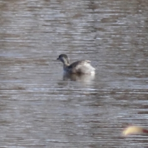 Poliocephalus poliocephalus at Fyshwick, ACT - 31 Jul 2015 11:35 AM