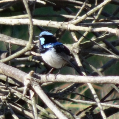 Malurus cyaneus (Superb Fairywren) at Fyshwick, ACT - 31 Jul 2015 by galah681