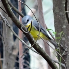 Eopsaltria australis (Eastern Yellow Robin) at Tidbinbilla Nature Reserve - 1 Aug 2015 by galah681