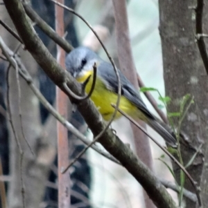 Eopsaltria australis at Paddys River, ACT - 1 Aug 2015 12:09 PM