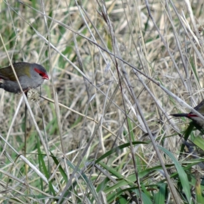 Neochmia temporalis (Red-browed Finch) at Fyshwick, ACT - 31 Jul 2015 by galah681