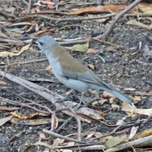 Colluricincla harmonica at Paddys River, ACT - 2 May 2015