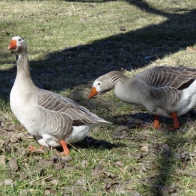 Anser anser (Greylag Goose (Domestic type)) at Jerrabomberra Wetlands - 31 Jul 2015 by galah681