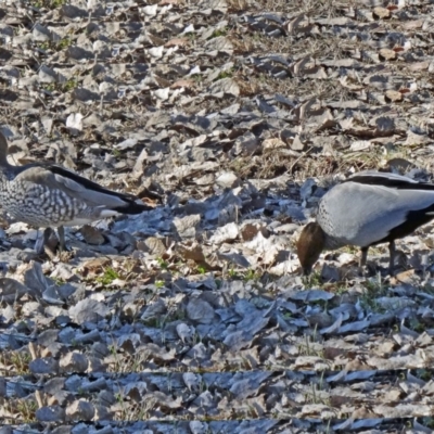 Chenonetta jubata (Australian Wood Duck) at Jerrabomberra Wetlands - 31 Jul 2015 by galah681