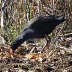 Porphyrio melanotus (Australasian Swamphen) at Campbell, ACT - 31 Jul 2015 by galah681