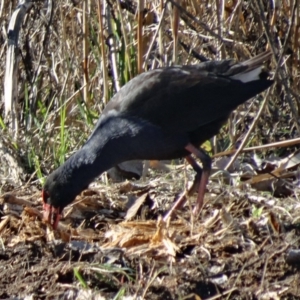 Porphyrio melanotus at Campbell, ACT - 31 Jul 2015