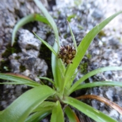 Luzula densiflora at Paddys River, ACT - 1 Aug 2015