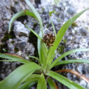 Luzula densiflora at Paddys River, ACT - 1 Aug 2015