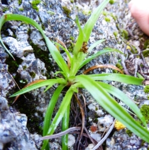 Luzula densiflora at Paddys River, ACT - 1 Aug 2015 03:04 PM