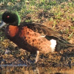 Anas castanea (Chestnut Teal) at Kioloa, NSW - 14 Jun 2014 by MichaelBedingfield