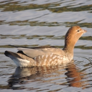 Chenonetta jubata at Kioloa, NSW - 14 Jun 2014