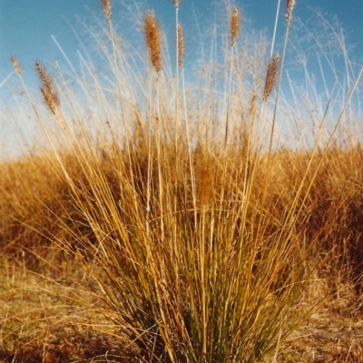 Cenchrus purpurascens (Swamp Foxtail) at Paddys River, ACT - 14 Mar 1995 by michaelb