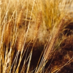 Cenchrus purpurascens at Paddys River, ACT - 15 Mar 1995