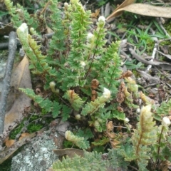 Cheilanthes distans (Bristly Cloak Fern) at Wanniassa Hill - 24 Jun 2015 by krisnash