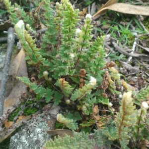 Cheilanthes distans at Wanniassa Hill - 24 Jun 2015 12:08 PM