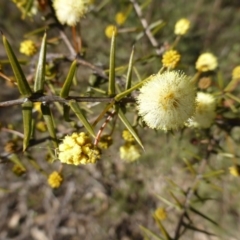 Acacia ulicifolia (Prickly Moses) at Jerrabomberra, ACT - 6 Aug 2015 by Mike