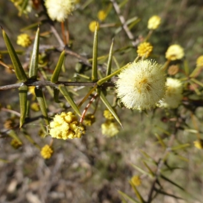 Acacia ulicifolia (Prickly Moses) at ISA100: Long Gully Rd/Mugga Lane - 6 Aug 2015 by Mike