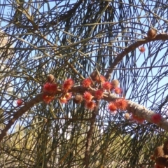 Allocasuarina verticillata (Drooping Sheoak) at Isaacs, ACT - 7 Aug 2015 by Mike