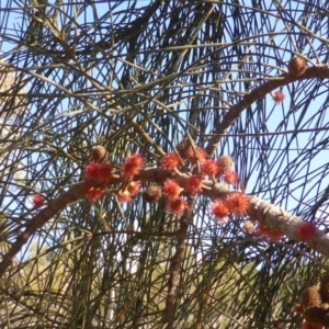 Allocasuarina verticillata at Isaacs, ACT - 7 Aug 2015 02:53 PM