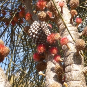 Allocasuarina verticillata at Isaacs, ACT - 7 Aug 2015 02:53 PM