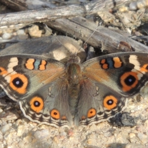 Junonia villida at Tharwa, ACT - 18 Jan 2015 06:57 PM