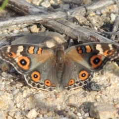 Junonia villida at Tharwa, ACT - 18 Jan 2015 06:57 PM